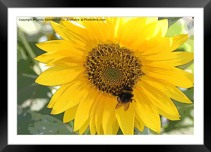 Pollinating a sunflower Framed Mounted Print by Linda Gamston