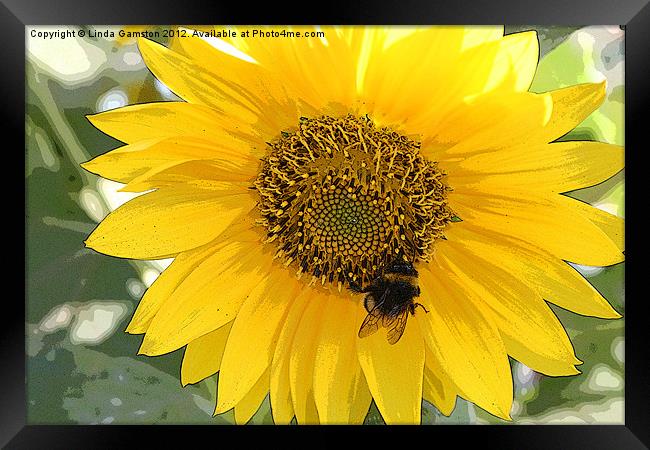 Pollinating a sunflower Framed Print by Linda Gamston
