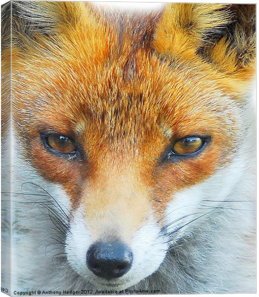 Foxy Lady Canvas Print by Anthony Hedger