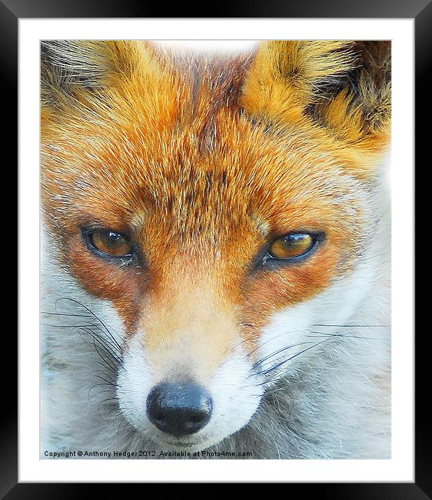 Foxy Lady Framed Mounted Print by Anthony Hedger