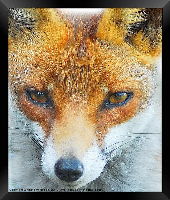 Foxy Lady Framed Print by Anthony Hedger