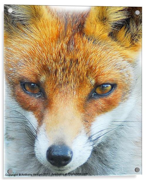 Foxy Lady Acrylic by Anthony Hedger