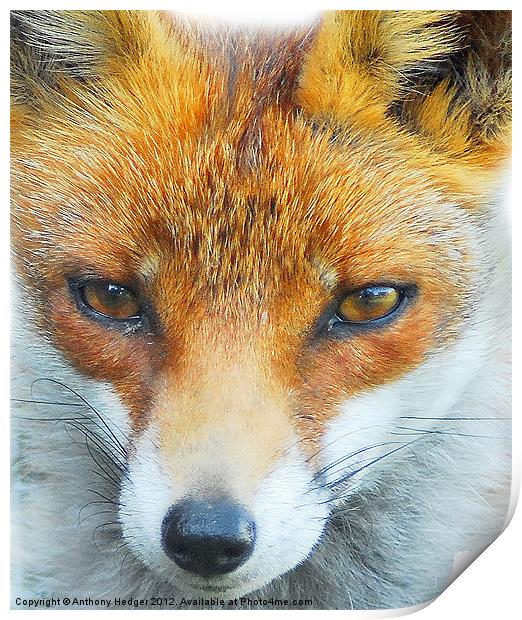 Foxy Lady Print by Anthony Hedger