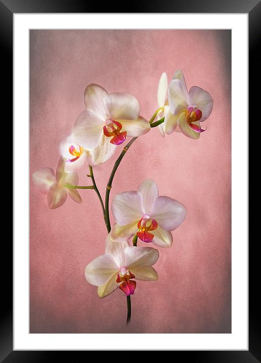 Orchid Spray Framed Mounted Print by Jacqi Elmslie