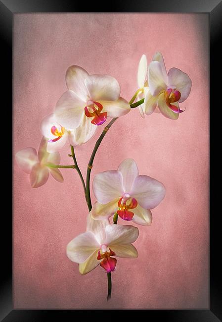 Orchid Spray Framed Print by Jacqi Elmslie
