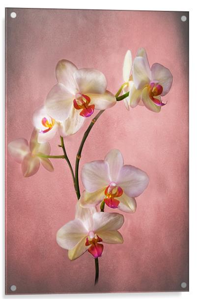 Orchid Spray Acrylic by Jacqi Elmslie
