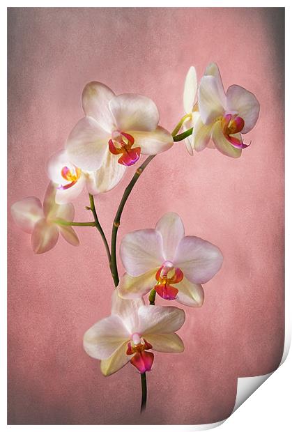 Orchid Spray Print by Jacqi Elmslie