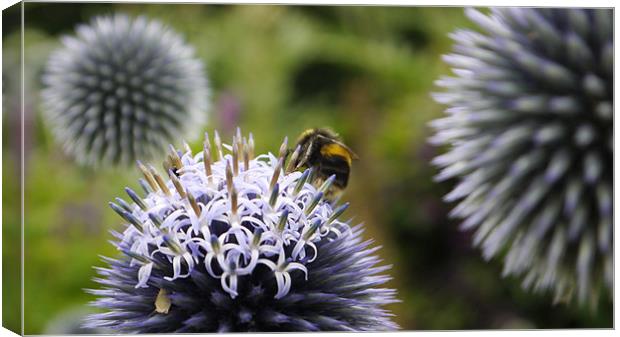 Bee Visitng Echinops Canvas Print by Claire Ing