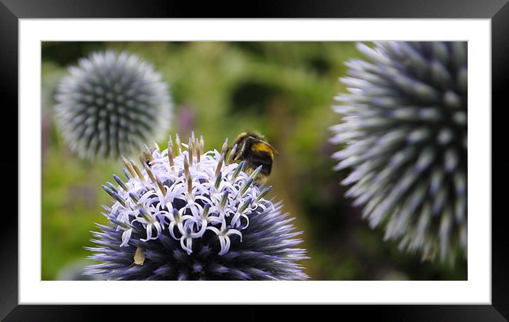 Bee Visitng Echinops Framed Mounted Print by Claire Ing