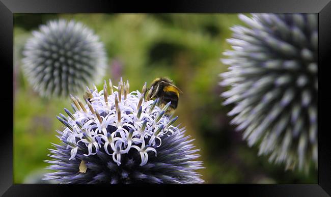 Bee Visitng Echinops Framed Print by Claire Ing