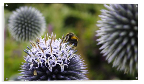 Bee Visitng Echinops Acrylic by Claire Ing