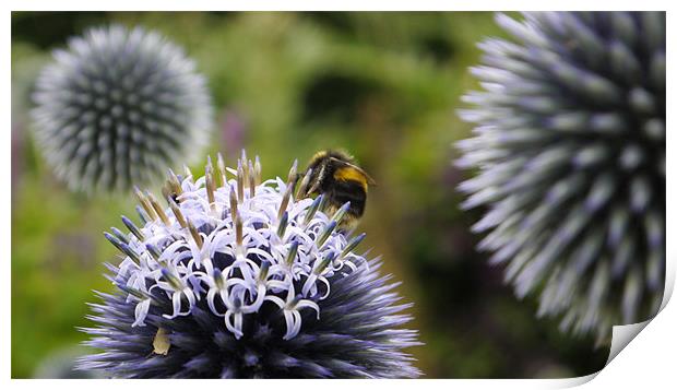 Bee Visitng Echinops Print by Claire Ing