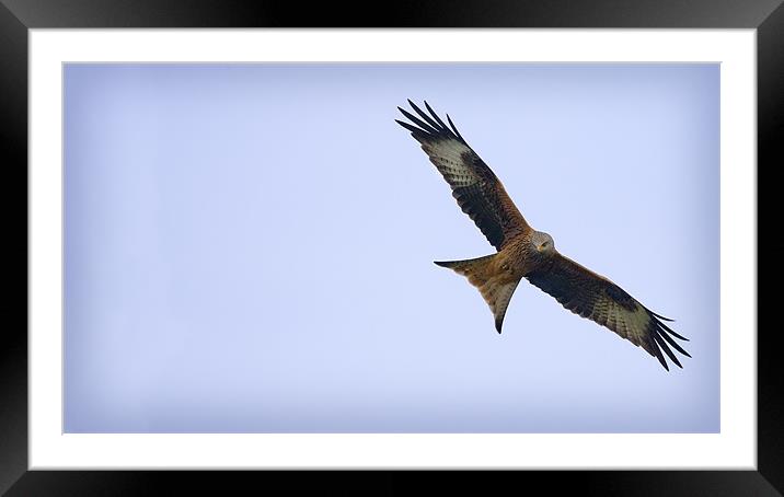RED KITE Framed Mounted Print by Anthony R Dudley (LRPS)