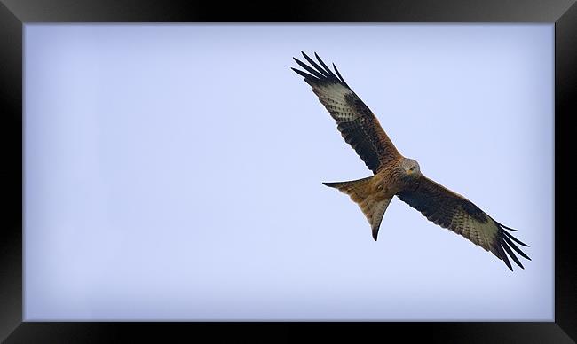 RED KITE Framed Print by Anthony R Dudley (LRPS)