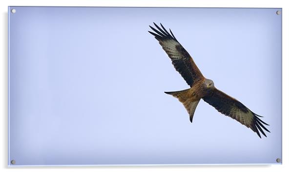 RED KITE Acrylic by Anthony R Dudley (LRPS)