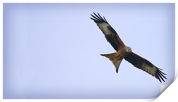 RED KITE Print by Anthony R Dudley (LRPS)
