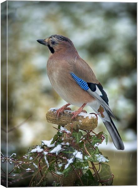 WINTER JAY Canvas Print by Anthony R Dudley (LRPS)