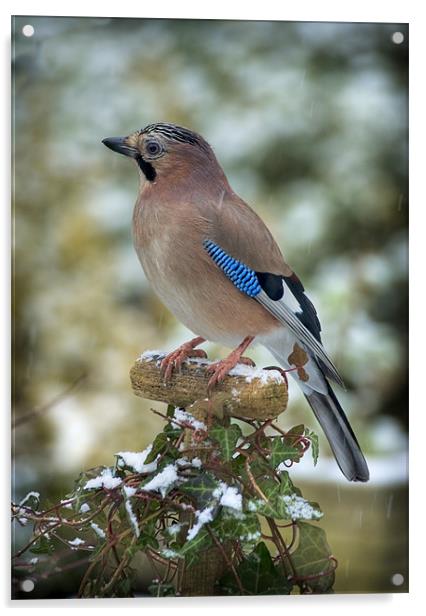 WINTER JAY Acrylic by Anthony R Dudley (LRPS)