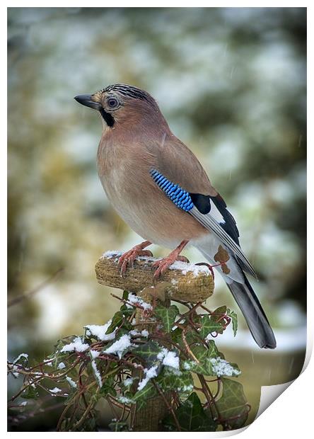 WINTER JAY Print by Anthony R Dudley (LRPS)