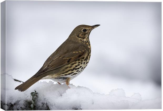 WINTER SONG THRUSH Canvas Print by Anthony R Dudley (LRPS)
