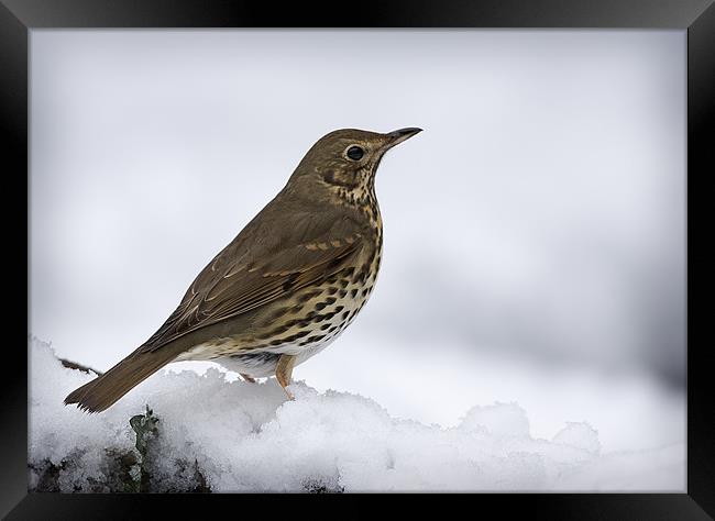 WINTER SONG THRUSH Framed Print by Anthony R Dudley (LRPS)