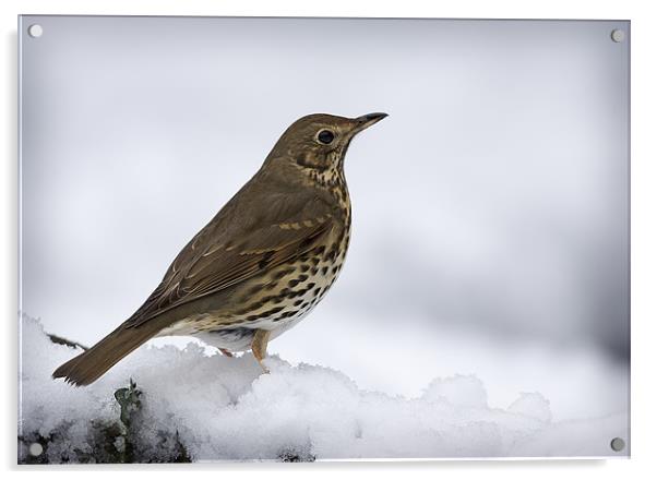 WINTER SONG THRUSH Acrylic by Anthony R Dudley (LRPS)