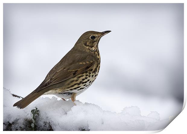 WINTER SONG THRUSH Print by Anthony R Dudley (LRPS)