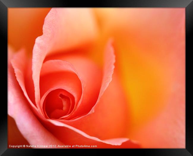 Romantic Red Orange Rose Framed Print by Natalie Kinnear