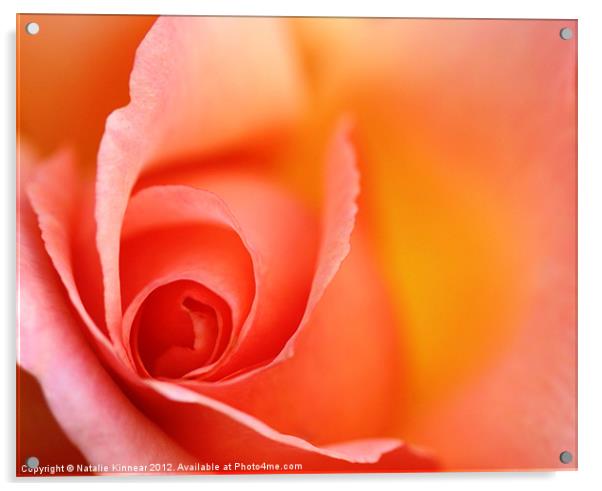 Romantic Red Orange Rose Acrylic by Natalie Kinnear