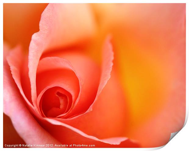 Romantic Red Orange Rose Print by Natalie Kinnear