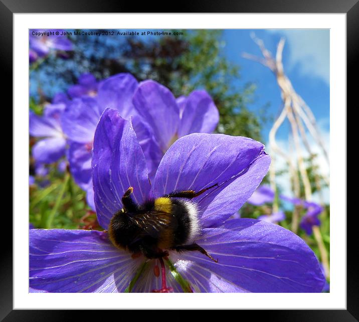 Busy Bee Framed Mounted Print by John McCoubrey