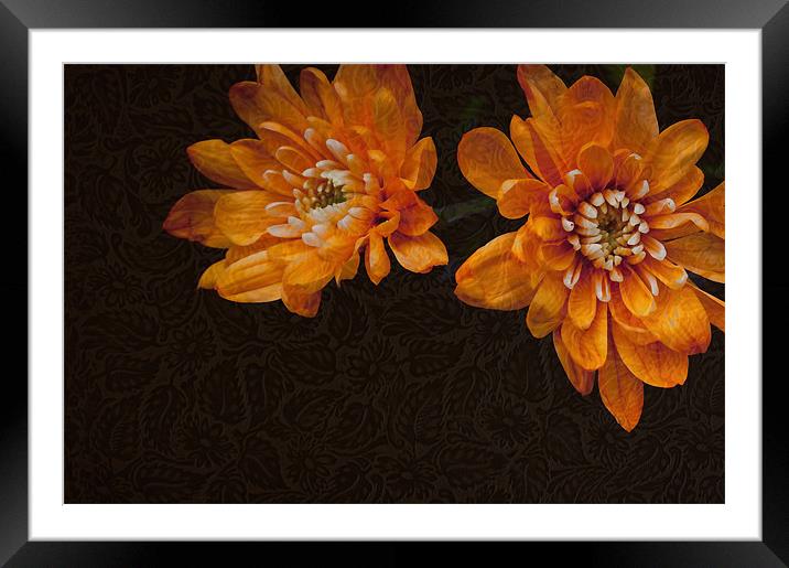 Amber Framed Mounted Print by Natalie Durell