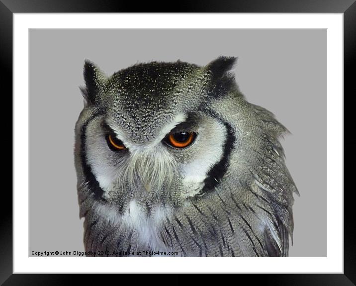 Southern white-faced owl Framed Mounted Print by John Biggadike