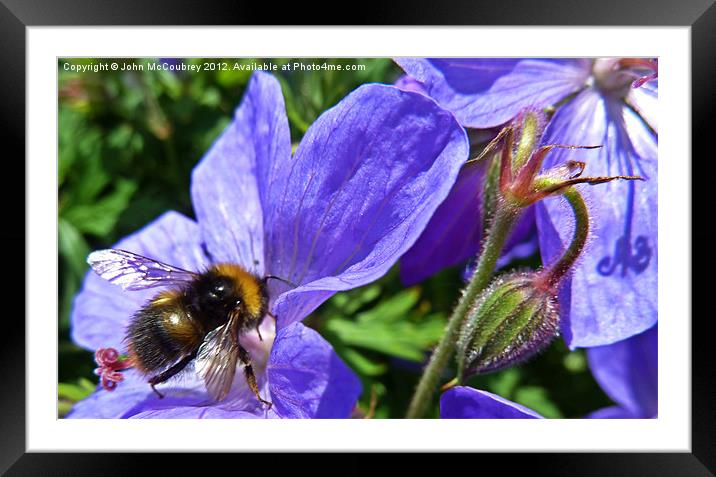 Bumble Bee Framed Mounted Print by John McCoubrey