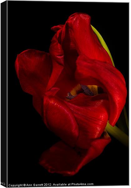 Red Tulip Canvas Print by Ann Garrett
