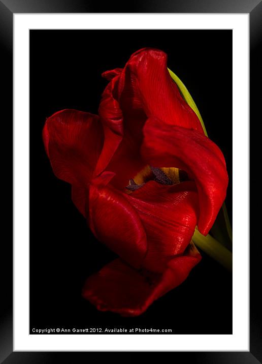 Red Tulip Framed Mounted Print by Ann Garrett