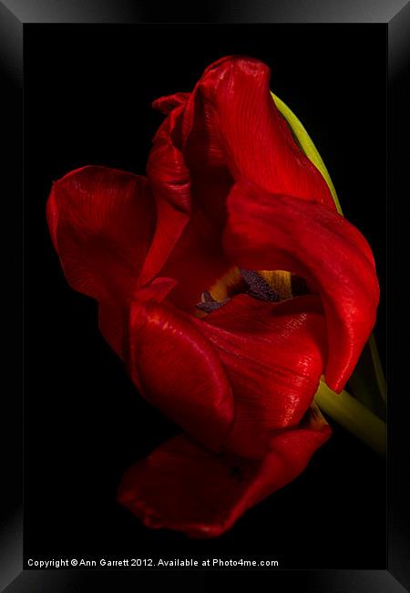 Red Tulip Framed Print by Ann Garrett