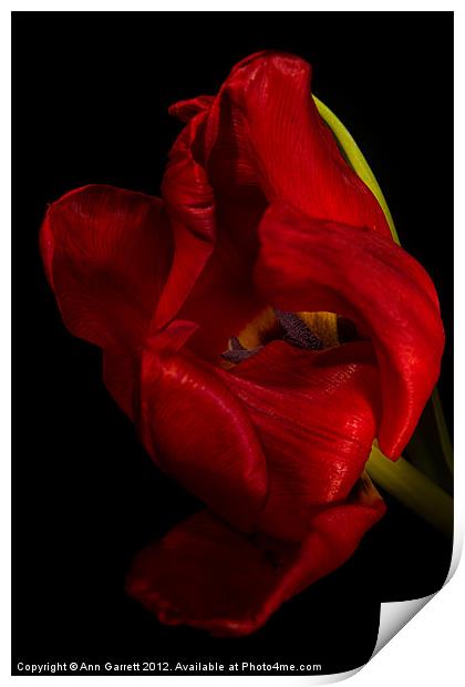 Red Tulip Print by Ann Garrett