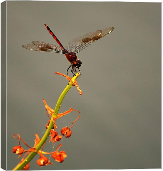 Delicate Dragonfly Canvas Print by Mikaela Fox