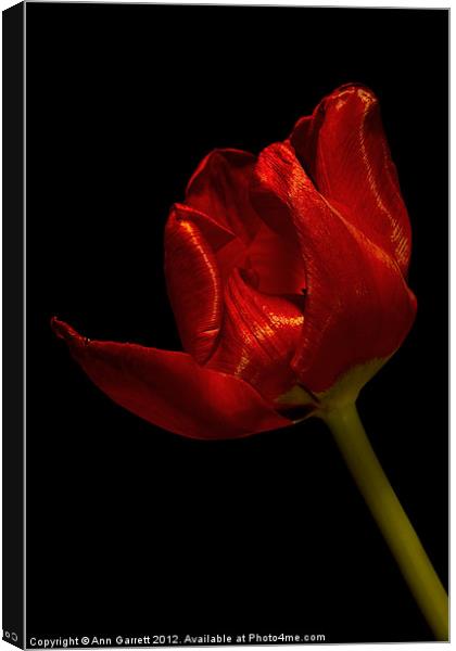 Red Satin Tulip Canvas Print by Ann Garrett