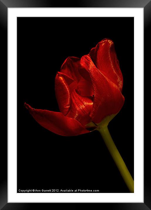Red Satin Tulip Framed Mounted Print by Ann Garrett