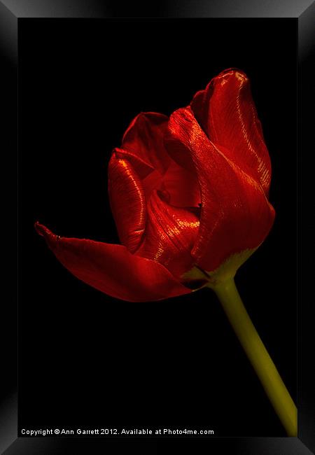 Red Satin Tulip Framed Print by Ann Garrett