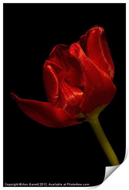 Red Satin Tulip Print by Ann Garrett