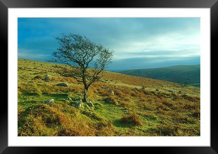 A lone tree stands on Dartmoor near Brentmoor Framed Mounted Print by Simon Armstrong