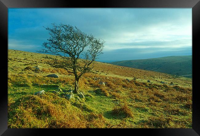 A lone tree stands on Dartmoor near Brentmoor Framed Print by Simon Armstrong