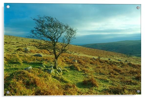A lone tree stands on Dartmoor near Brentmoor Acrylic by Simon Armstrong