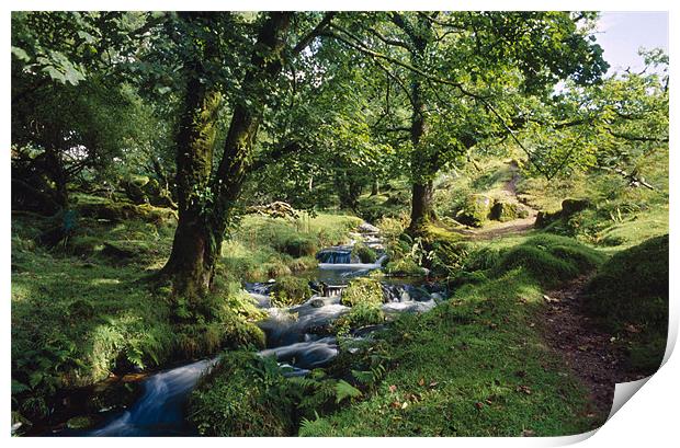 A stream flowing down to Norsworthy Bridge, Dartmo Print by Simon Armstrong