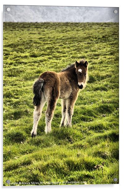 Exmoor Foal Acrylic by Alexia Miles