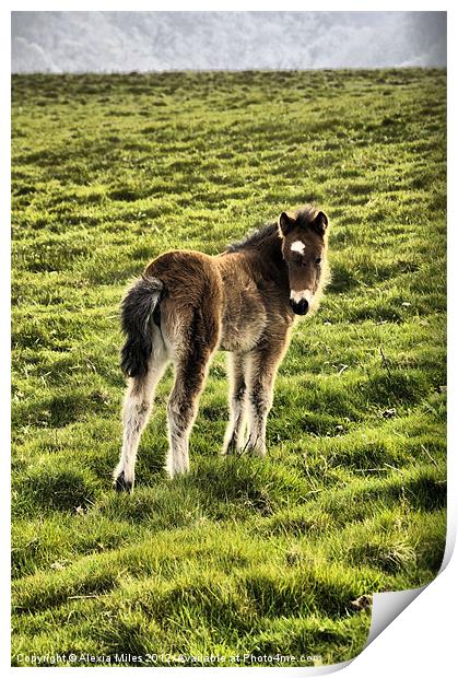 Exmoor Foal Print by Alexia Miles