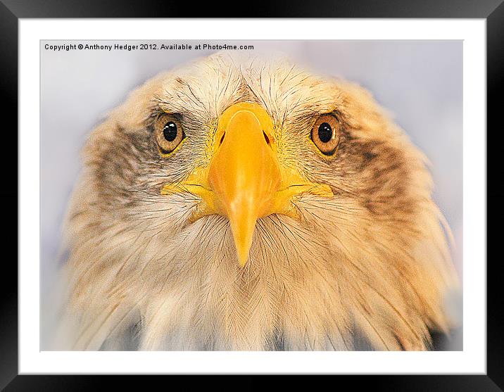 Bald Eagle Framed Mounted Print by Anthony Hedger